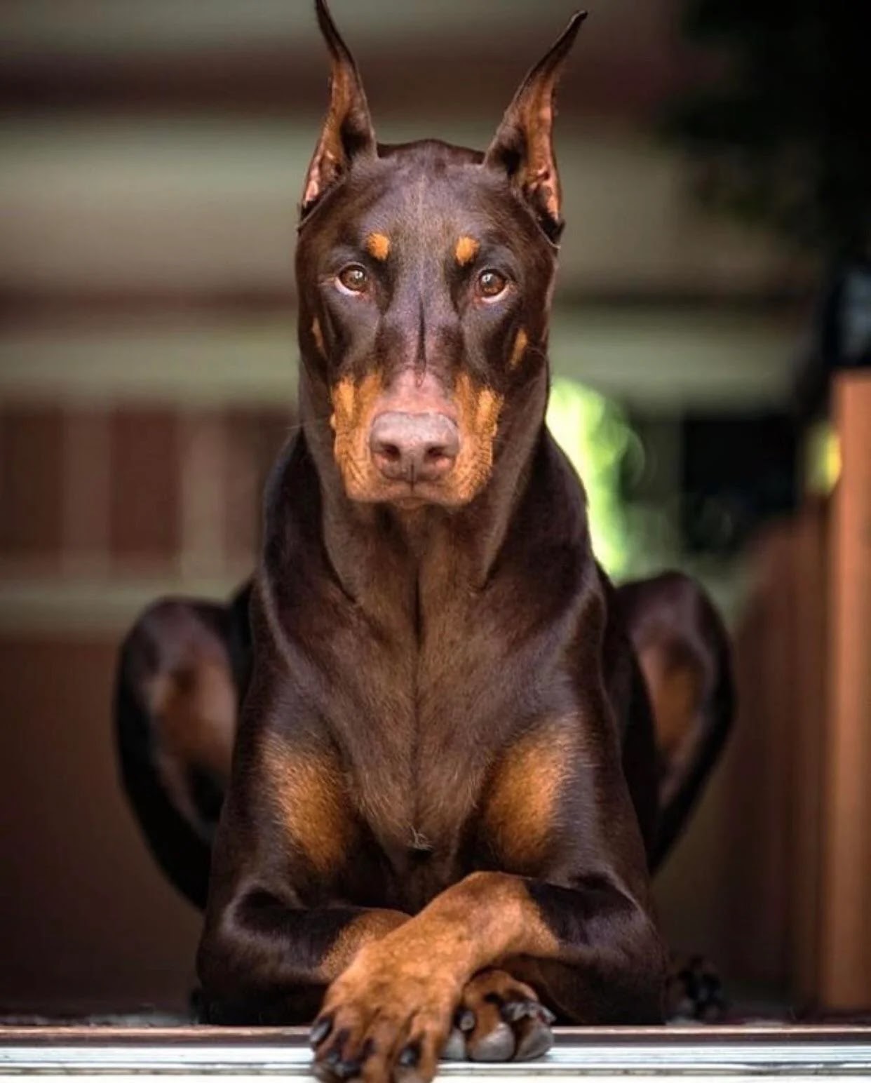 Doberman Pinscher